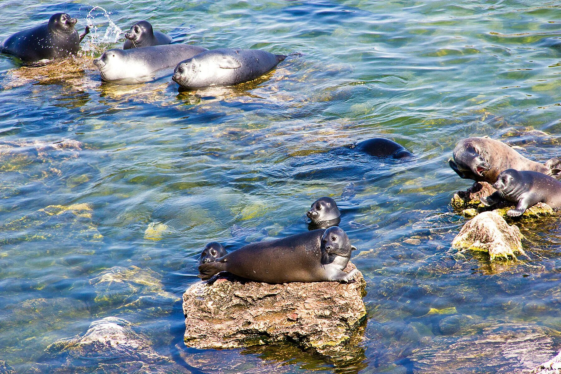 озеро байкальская нерпа. где обитает байкальская нерпа. байкальская нерпа ластоногие. где обитает байкальская нерпа. байкальская нерпа на байкале.