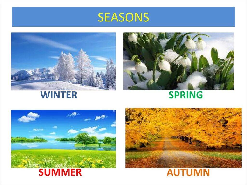 Seasons of the year spring. Времена года на английском.