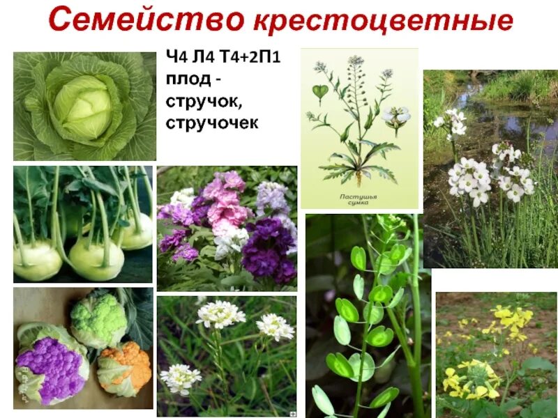 Крестоцветные овощи список с названиями - CoffeePapa.ru