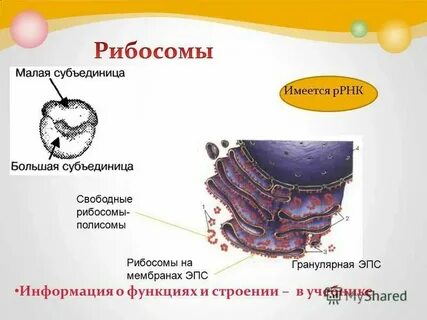 Эпс гольджи и лизосомы