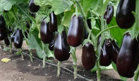 Какой баклажан посадить