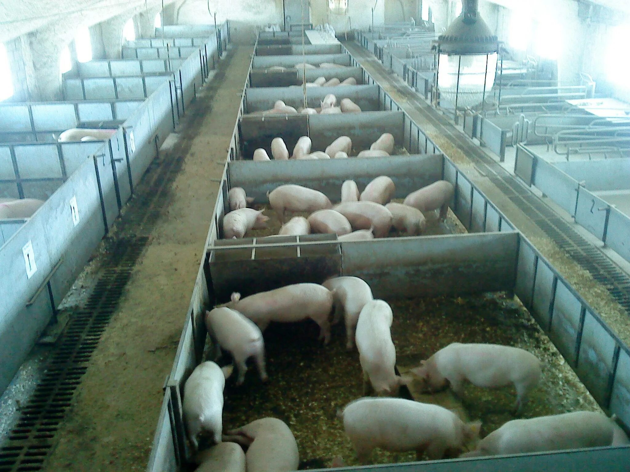 Как вырастить свиней. Безвыгульная система содержания свиней. Загон для свиней. Помещение для свиней. Свиньи на ферме.