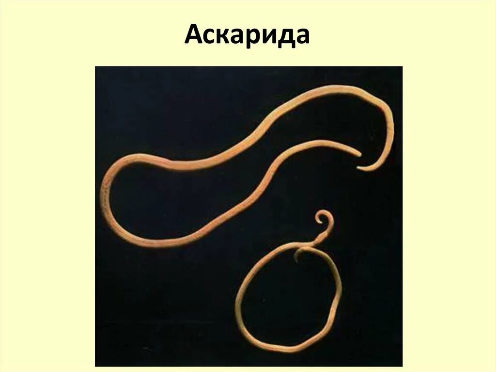 В каком органе обитает взрослая особь аскариды. Круглые черви паразиты аскарида. Круглые черви аскарида человеческая. Человеческие черви аскариды паразитические.