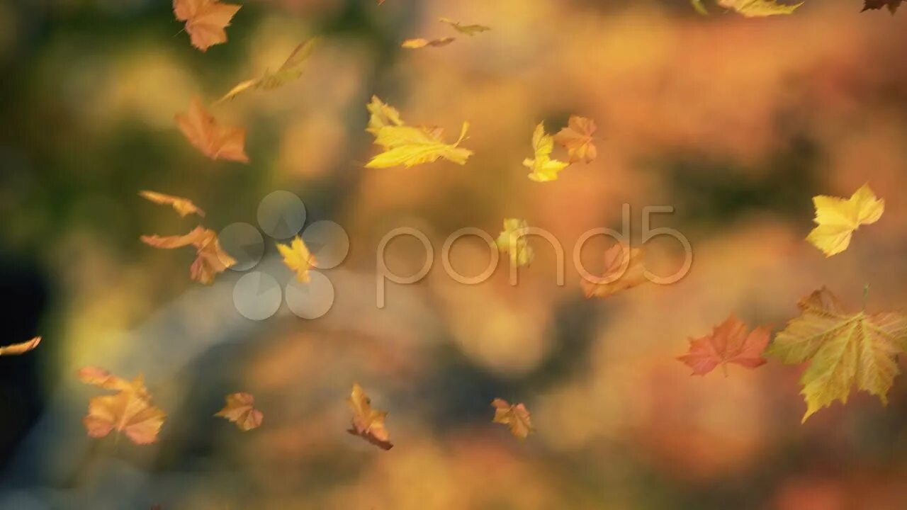 Leaves blowing on a single note. Падающий лист текстура fx. blowing leaves. wind blows the leaves. autumn leaves falling.