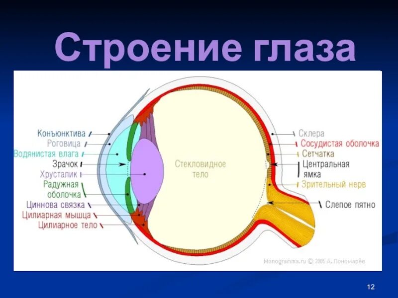 Изображение видимых предметов формируется на а роговице. Строение глаза человека анатомия сетчатки глаза. Строение глаза сетчатка глаза. Строение глаза слои. Строение сетчатой оболочки глазного яблока.