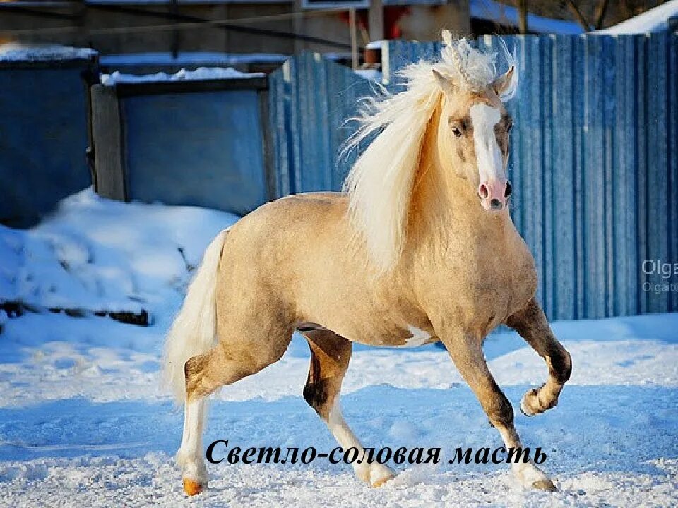 Соловая масть лошадей. Светло Соловая масть лошади. Ноджин Уэльский пони. Соловый Уэльский пони. Соловая масть лошади