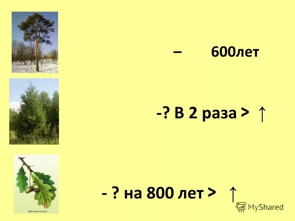 Более шестиста или более шестисот. Двухстах или двухсот. Правило склонения числительных. Шестисот шестиста. Шестьсот лет.