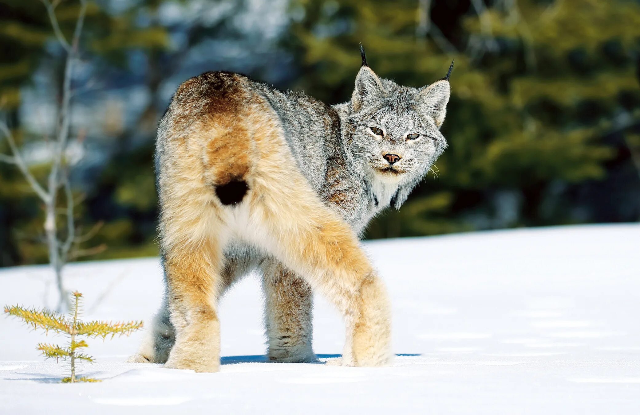 Ноги рыси. Lynx canadensis. Лапы рыси. Канадская Рысь лапы. Канадская Рысь Северной Америки.