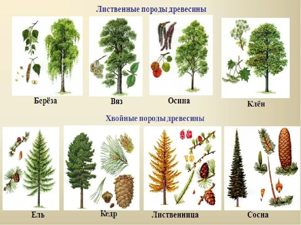 Какие есть лиственные деревья. Ольха, пихта, лиственница. Сосна пихта ольха лиственница. Лиственные деревья Урала. Ель сосна лиственница.