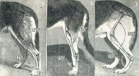 Собака не наступает на заднюю лапу. Анатомия скакательного сустава собаки. Углы задних конечностей у собак. Строение задних лап немецкой овчарки. Скакательный сустав у собак.