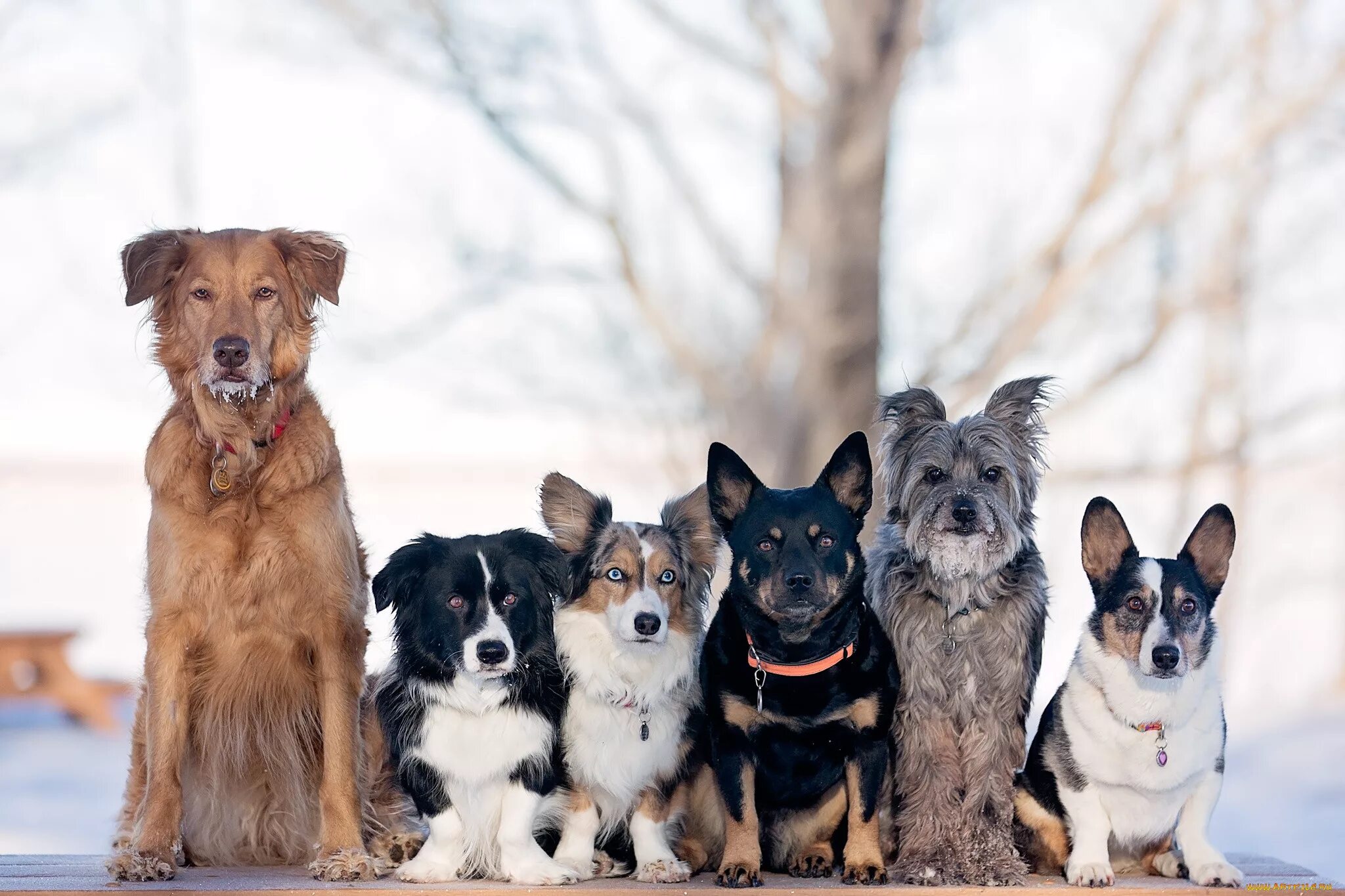 3 animals dogs. Разные собаки. Разные породы собак. Породистые собаки. Собакбаки разных пород.