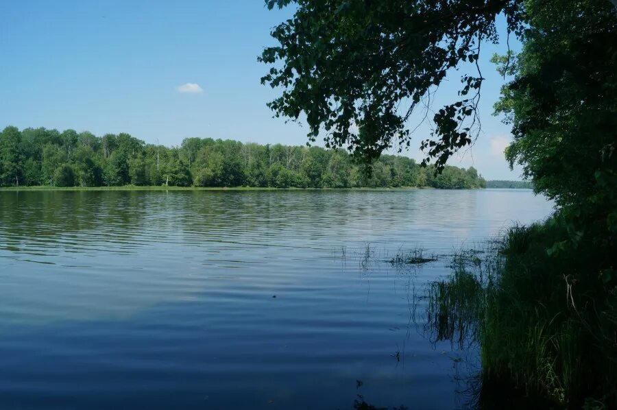 Озеро виша. Муромский заказник озеро виша. Озеро виша. Муромский заказник озеро виша. Озеро виша.