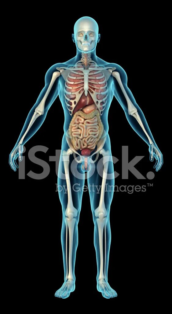 Внутренние органы человека с костями