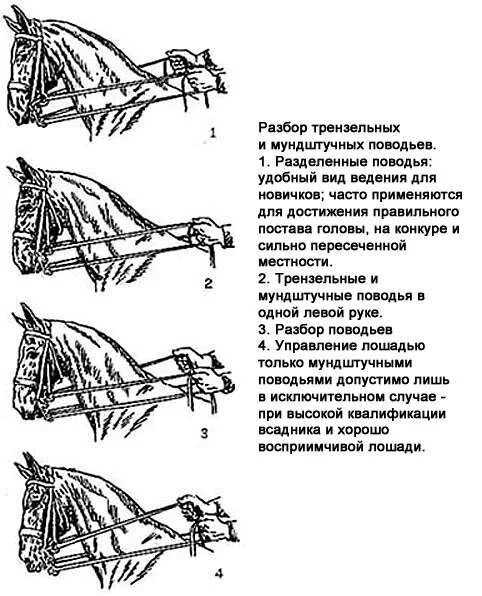 Лошади разбор. Схема управления лошадью. Управление лошадью. Как управлять лошадью. Разбор поводьев.