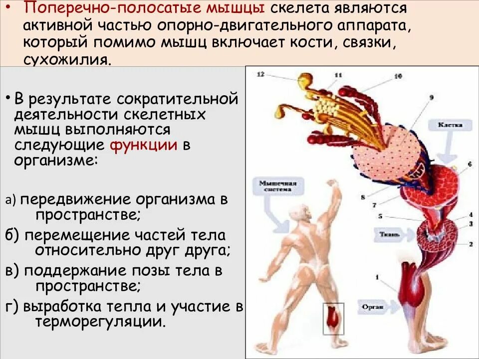 Мышцы обеспечивающие движения. Поперечно полосатые мышцы. поперечно полосатые мышцы скелета. скелетная мышца состоит из. функции скелетных мышц.