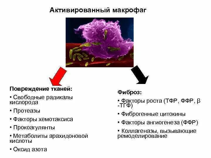 Синдром активации макрофагов. Активированный Макрофаг выделяет медиаторы. Активированный Макрофаг продуцирует цитокины. Макрофаги вырабатывают цитокины. Активированные макрофаги