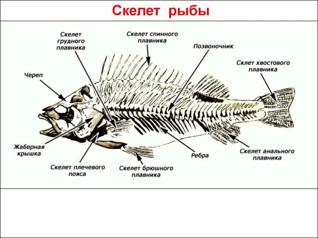 Строение скелета костных рыб. Строение опорно двигательной системы у рыб. Строение скелета речного окуня. Строение скелета хордовых.