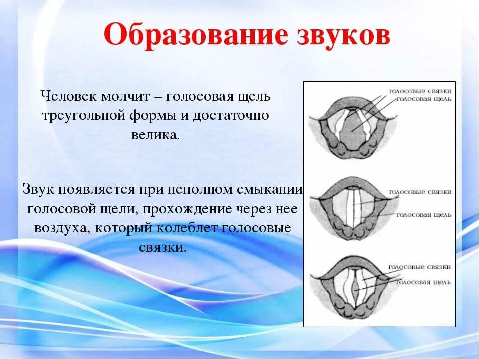 Высота голоса зависит от голосовых связок. Положение голосовых связок. Голосовые связки у человека. Голосовая щель человека.