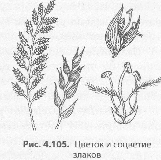 Схема соцветия пшеницы. Строение Колоса злаковых. Рисунок соцветия и цветка пшеницы. Схема колоска ржи посевной.