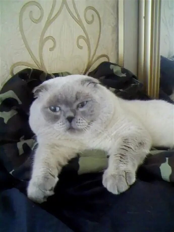 Шотландский вислоухий кот вязка