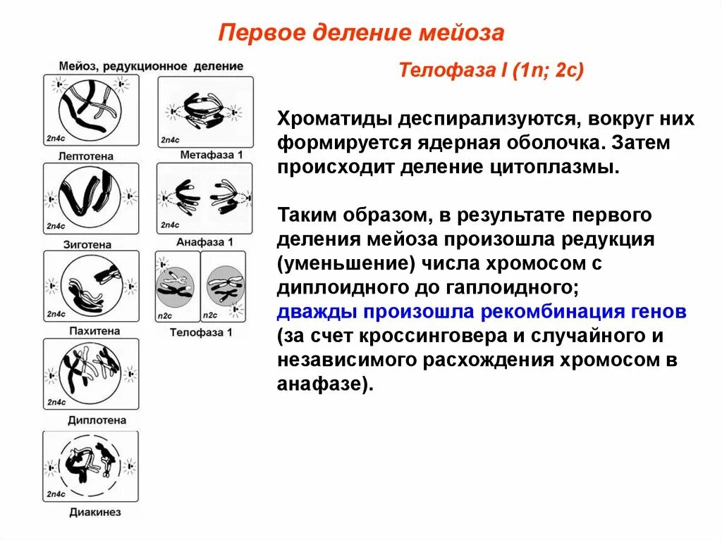 Первое деление мейоза. Телофаза первого деления мейоза. Телофаза 1 деления мейоза. Зиготена пахитена.