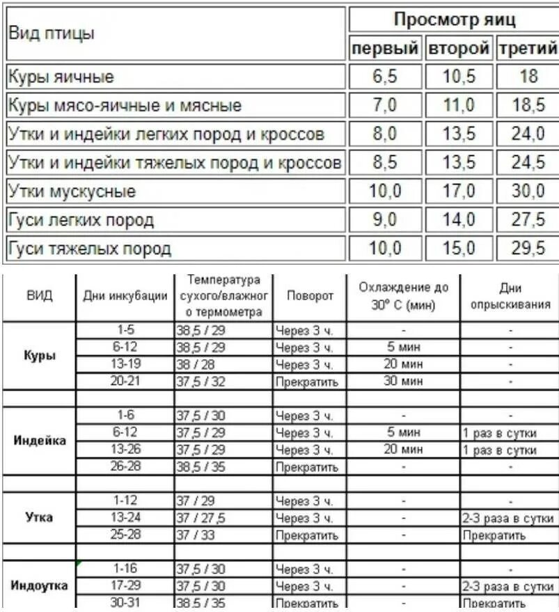 Таблица температуры инкубации куриных яиц по дням. Таблица инкубации цыплят куриных. Срок вывода цыплят в инкубаторе таблица. Инкубация куриных яиц таблица температура. Таблица выведения птенцов в инкубаторе.