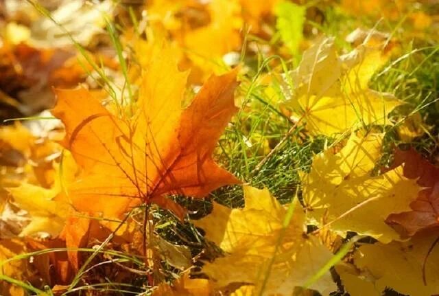 Осень листопад. Ворох листьев. Падающие листья. Шуршание листьев. Ворох желтых листьев