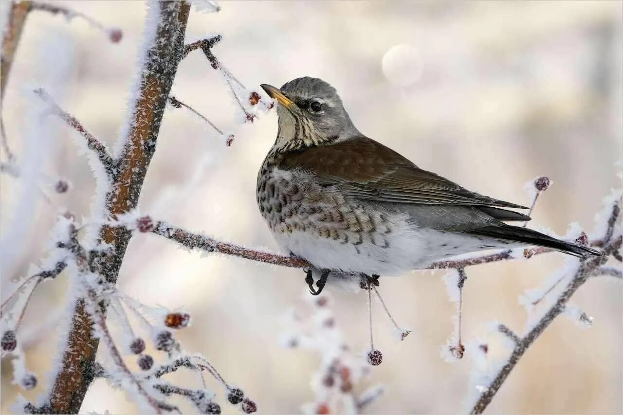 Hawfinch (Coccothraustes coccothraustes). Birds of Siberia.
