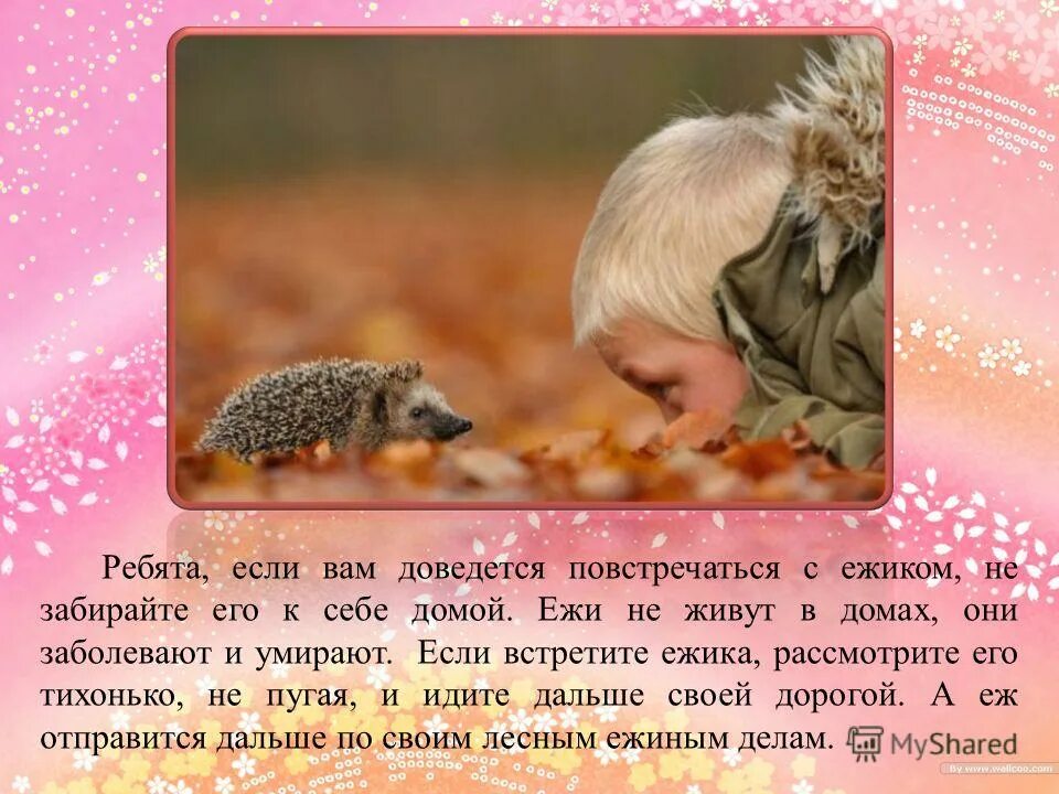 Ёж благополучный. Зверек который одевает колючие шапки. Ежик на улице. Встретить ежика на пути. Голобрюхий ёж.