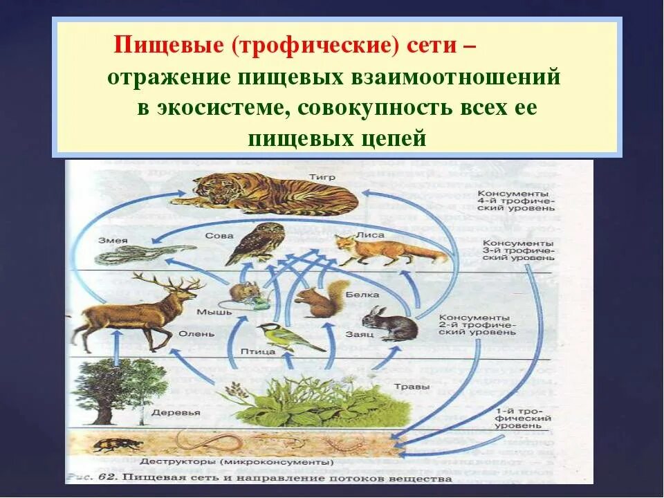 Схема трофической сети экосистемы. Схема пищевой сети. Пищевые цепи трофическая структура биогеоценоза. Трофическая (пищевая) сеть.