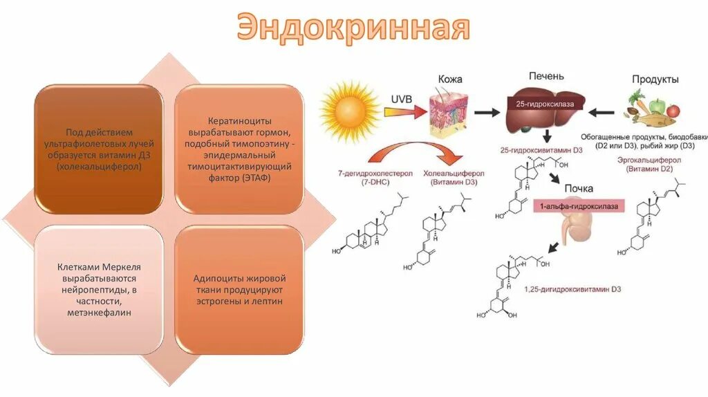 Синтез гормонов в коже. Жировая ткань и эстрогены. Влияние гормонов на кожу. Печень вырабатывает гормоны