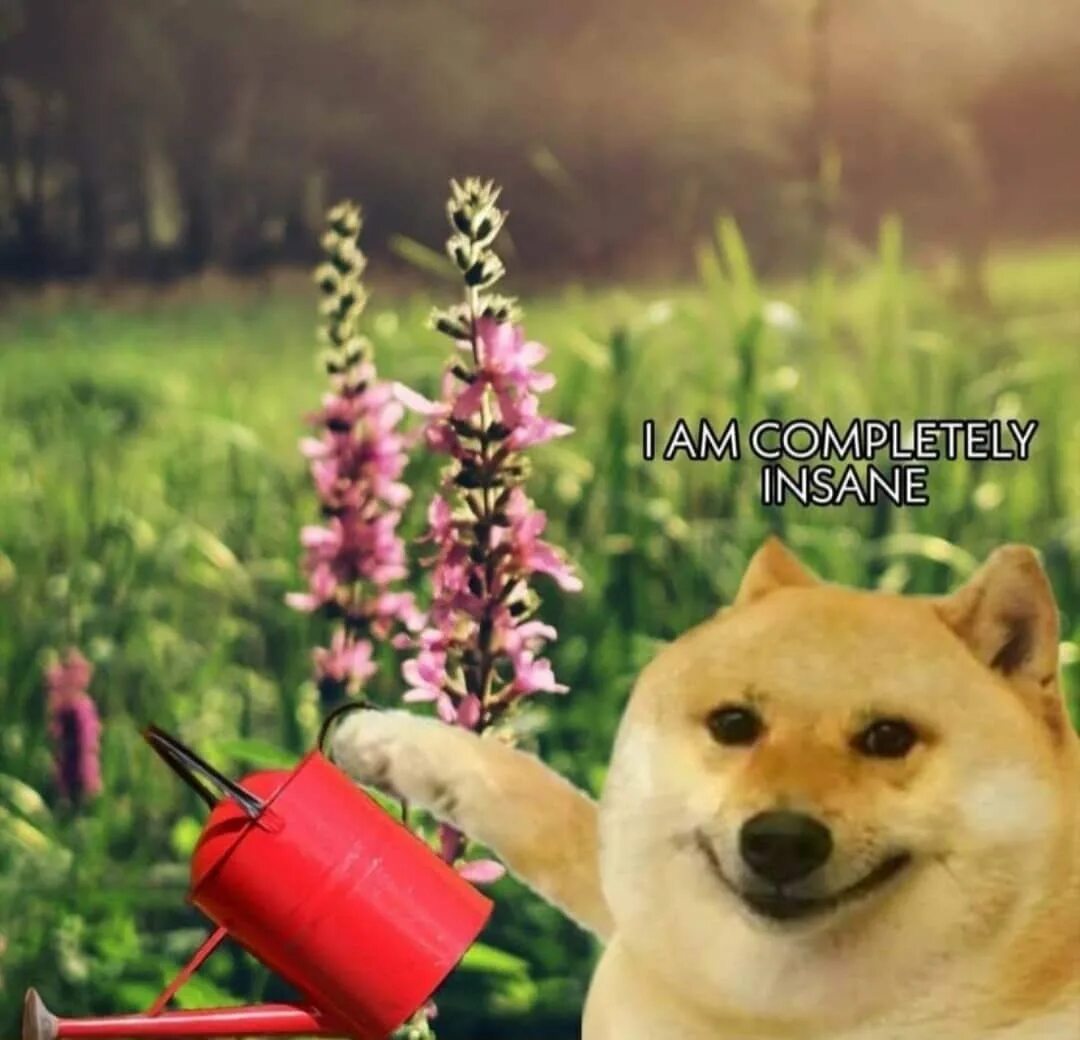 Complete you are too. I am completely insane. doge original. doge и котики картинки.