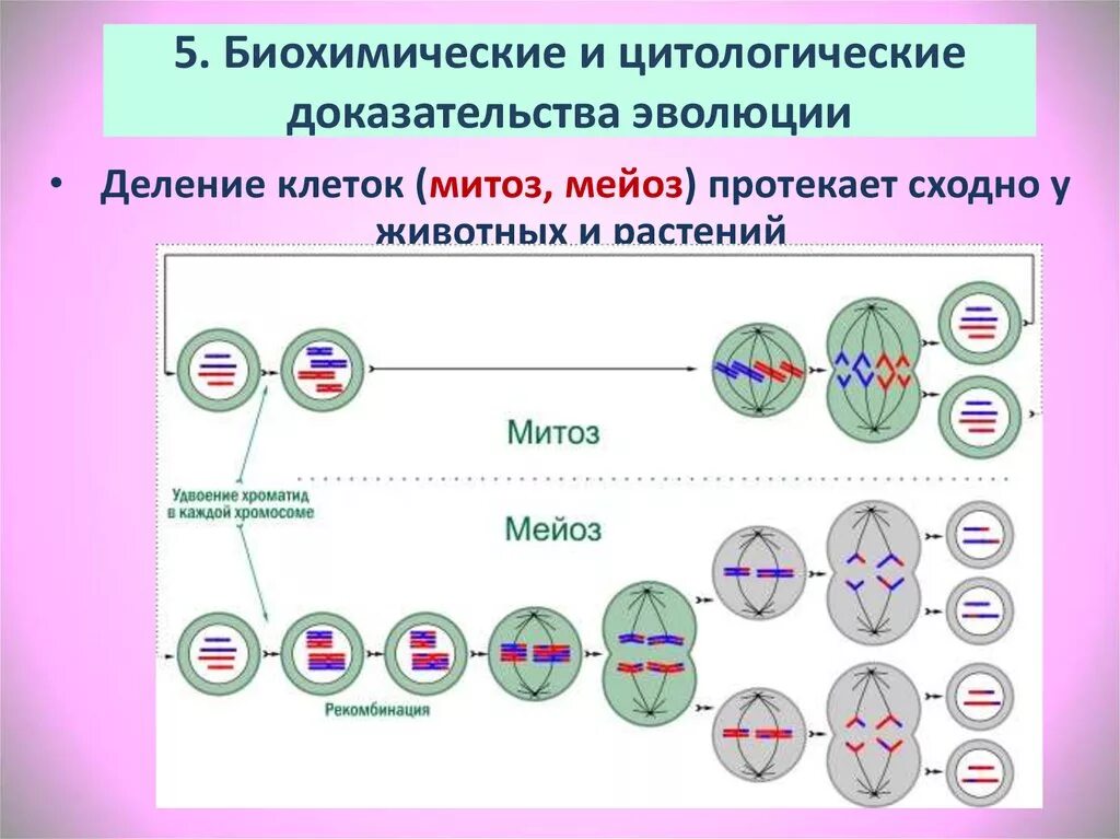 Мейоз примеры клеток