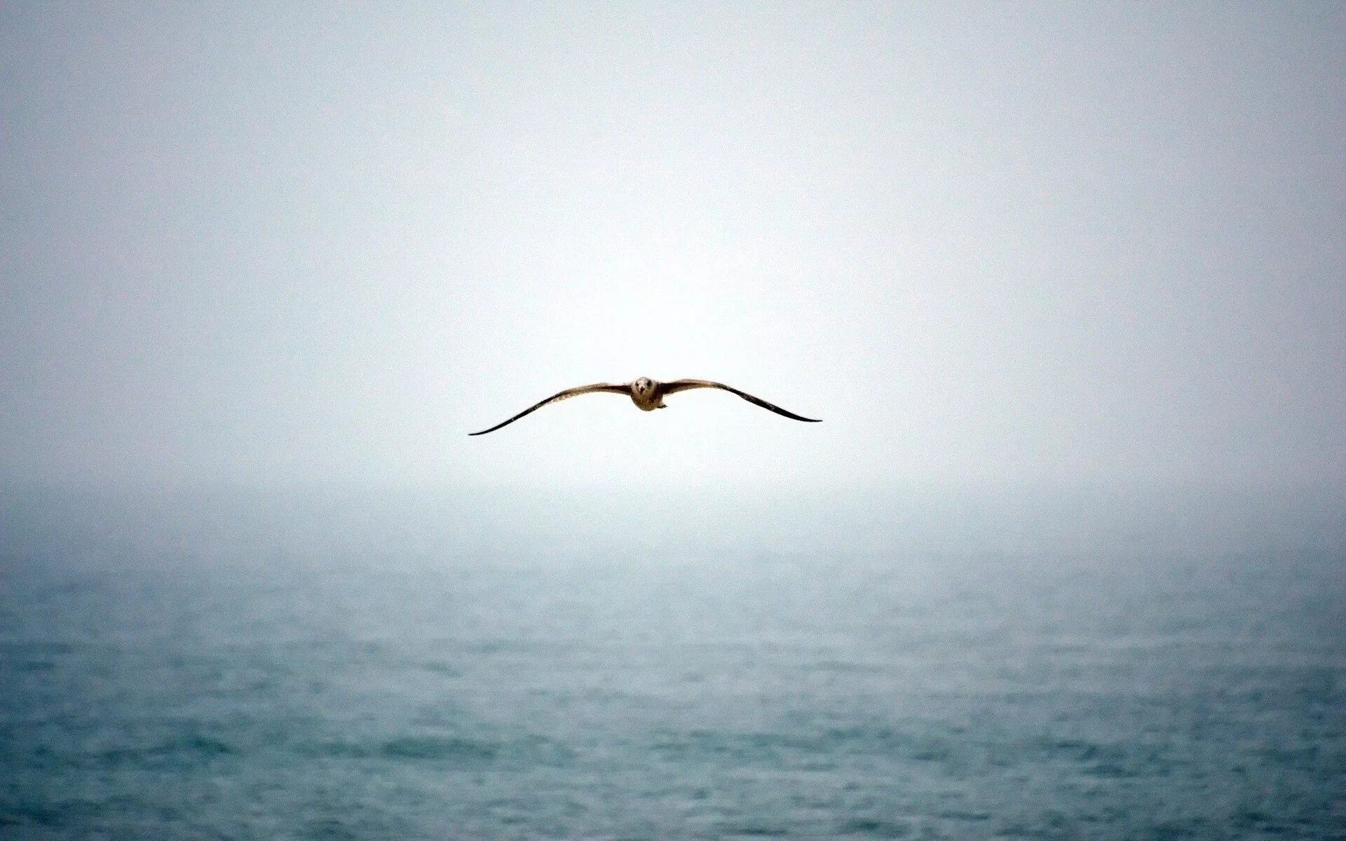 Птица улетающая вдаль. Птицы над морем. Птицы вдалеке. Птицы над океаном. Птицы летающие над морем.