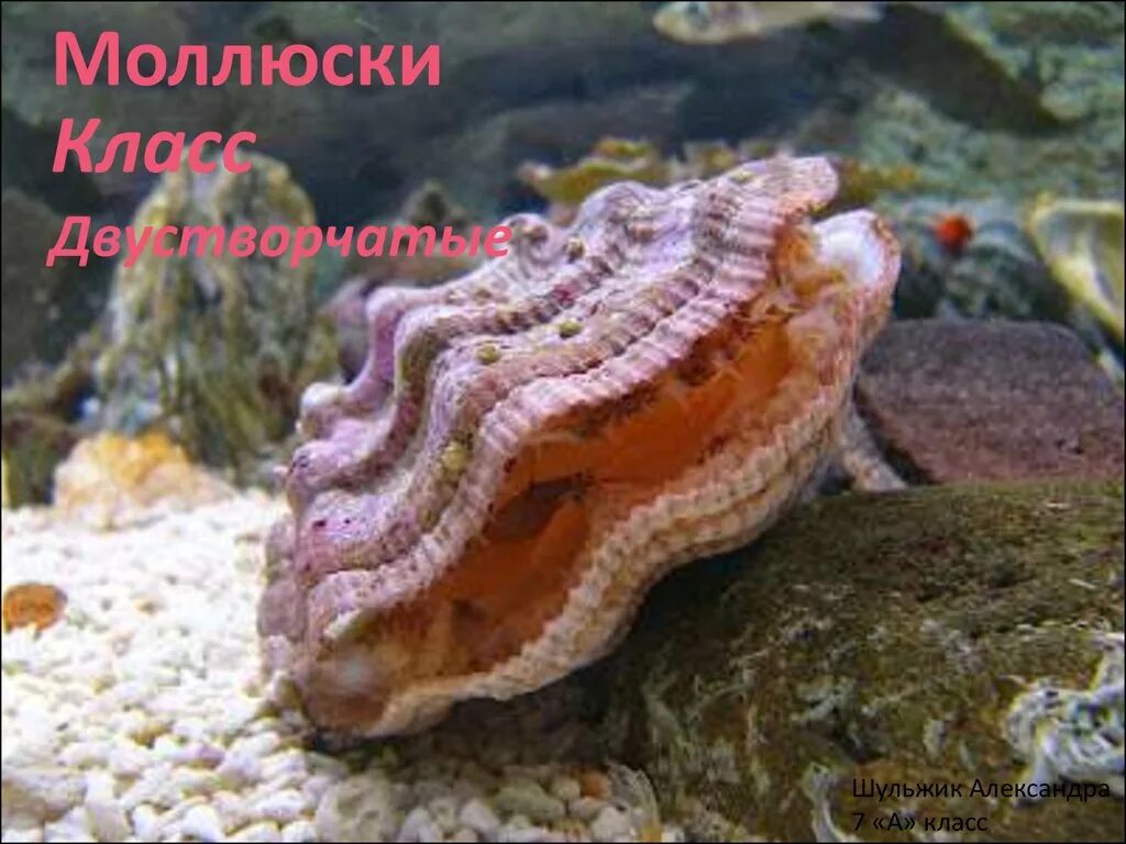 Двустворчатые моллюски гребешок. Моллюски биология 7 класс. Как питаются двустворчатые моллюски. Двустворчатые моллюски питаются растениями. Фильтрационное питание это в экологии.
