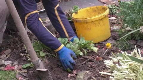 Когда пересаживать примулу на новое