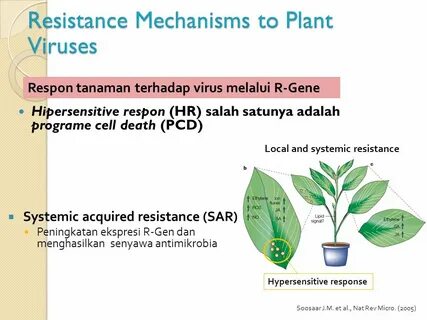 Plant viruses