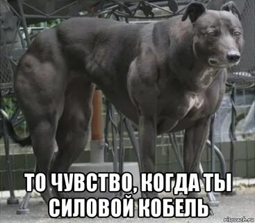 Ты простой кобель