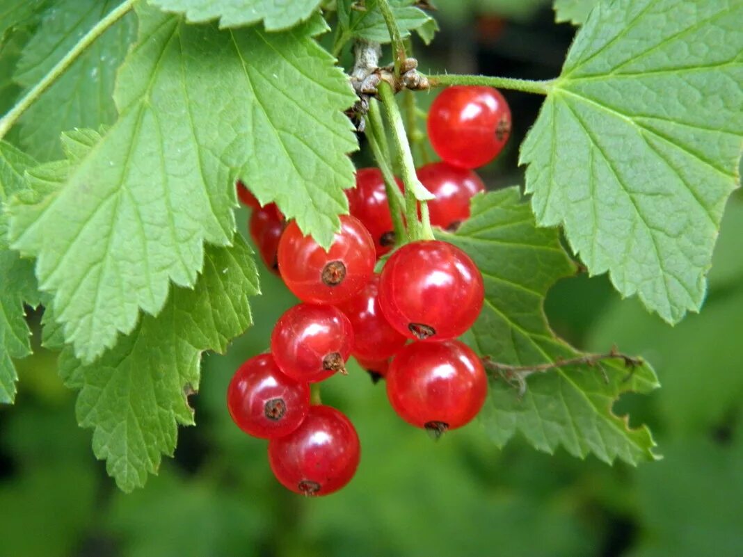 Смородино-крыжовниковый гибрид йошта. Смородина колосистая. Веточка смородины. Смородина красная. Веточка смородины.