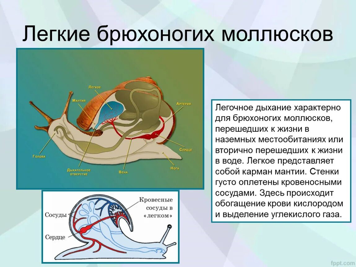 Какие органы дыхания характерны для наземных моллюсков. Дыхание брюхоногих моллюсков. Органы дыхательной системы брюхоногих моллюсков. Дыхательная система внутреннее строение брюхоногие. Тип моллюски класс брюхоногие системы органов.