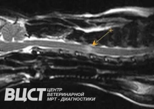 Фиброзно хрящевая эмболия у собак. Фиброзно хрящевая эмболия. фиброзно пищевая эмболия. фиброзно-хрящевая эмболия у кошек.