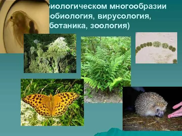 Ботаника наука о животных. Зоология и ботаника. ботаника зоология анатомия. микробиология ботаника зоология. биологическое разнообразие.