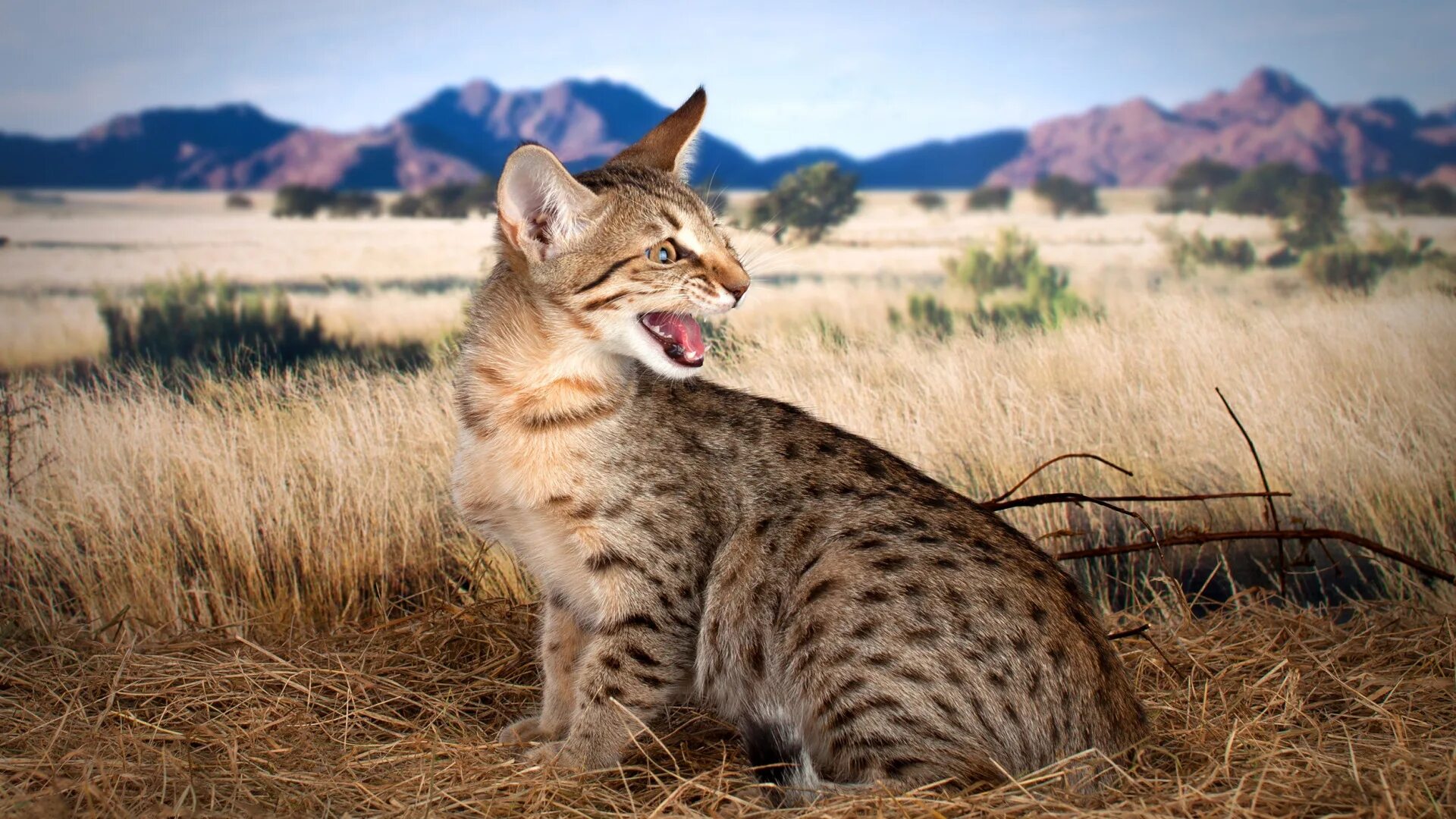 Cat field