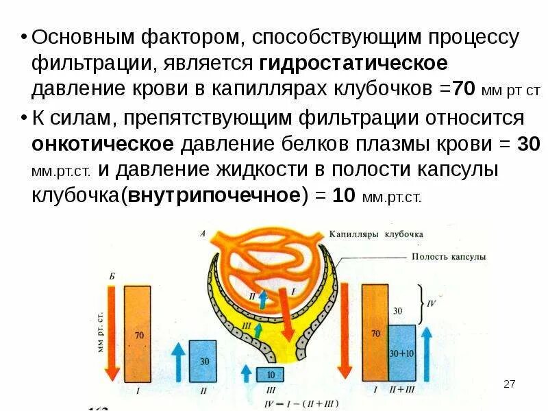 Гидростатическое давление в капиллярах клубочка. Гидростатическое давление и онкотическое давление в капиллярах. факторы способствующие фильтрации. гидростатическое давление крови в капиллярах клубочка.
