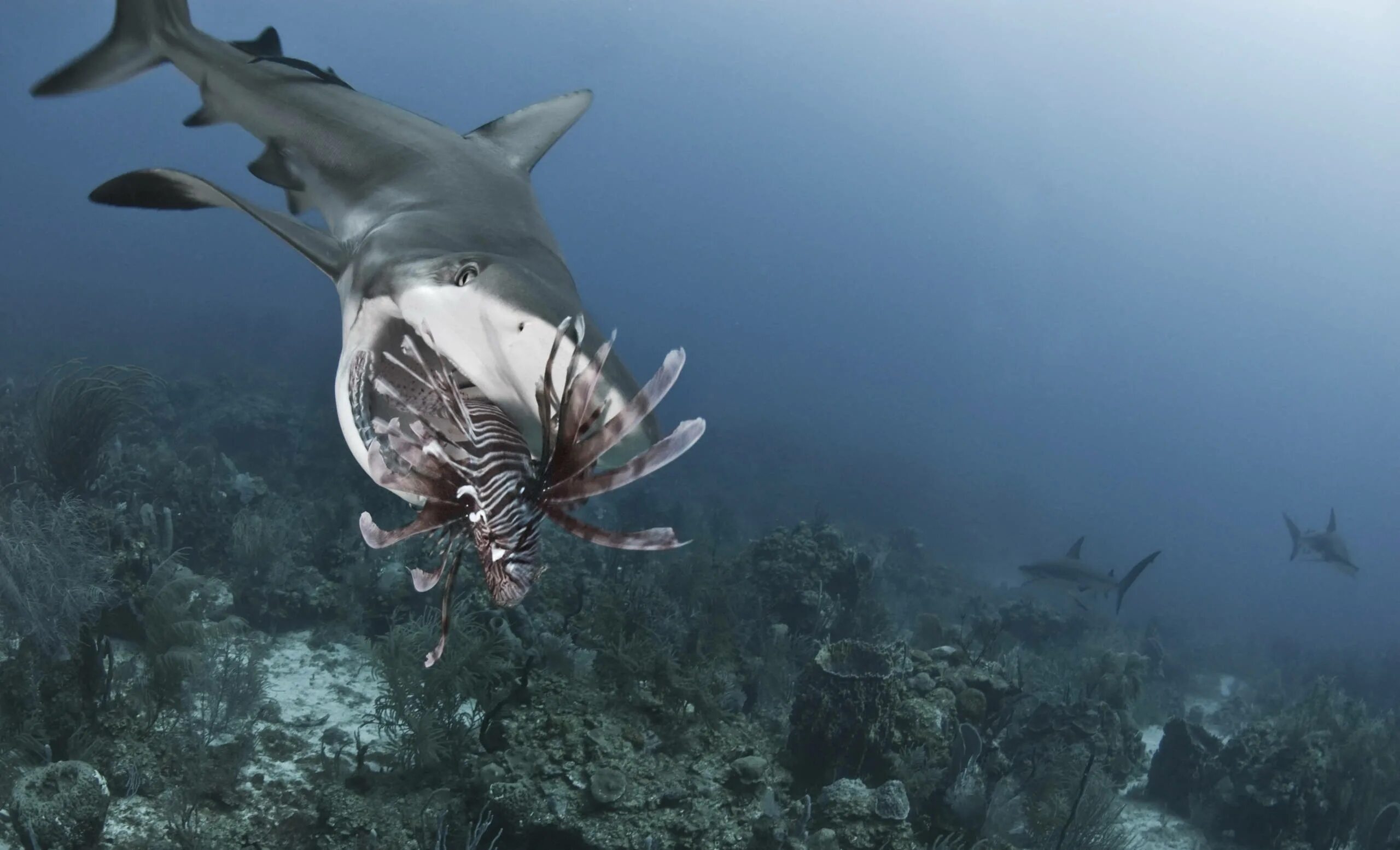 Может ли акула съесть. Карибское море акулы. Гигантская акула Баренцево море. Гигантская акула Cetorhinus Maximus. Акула крылатка.