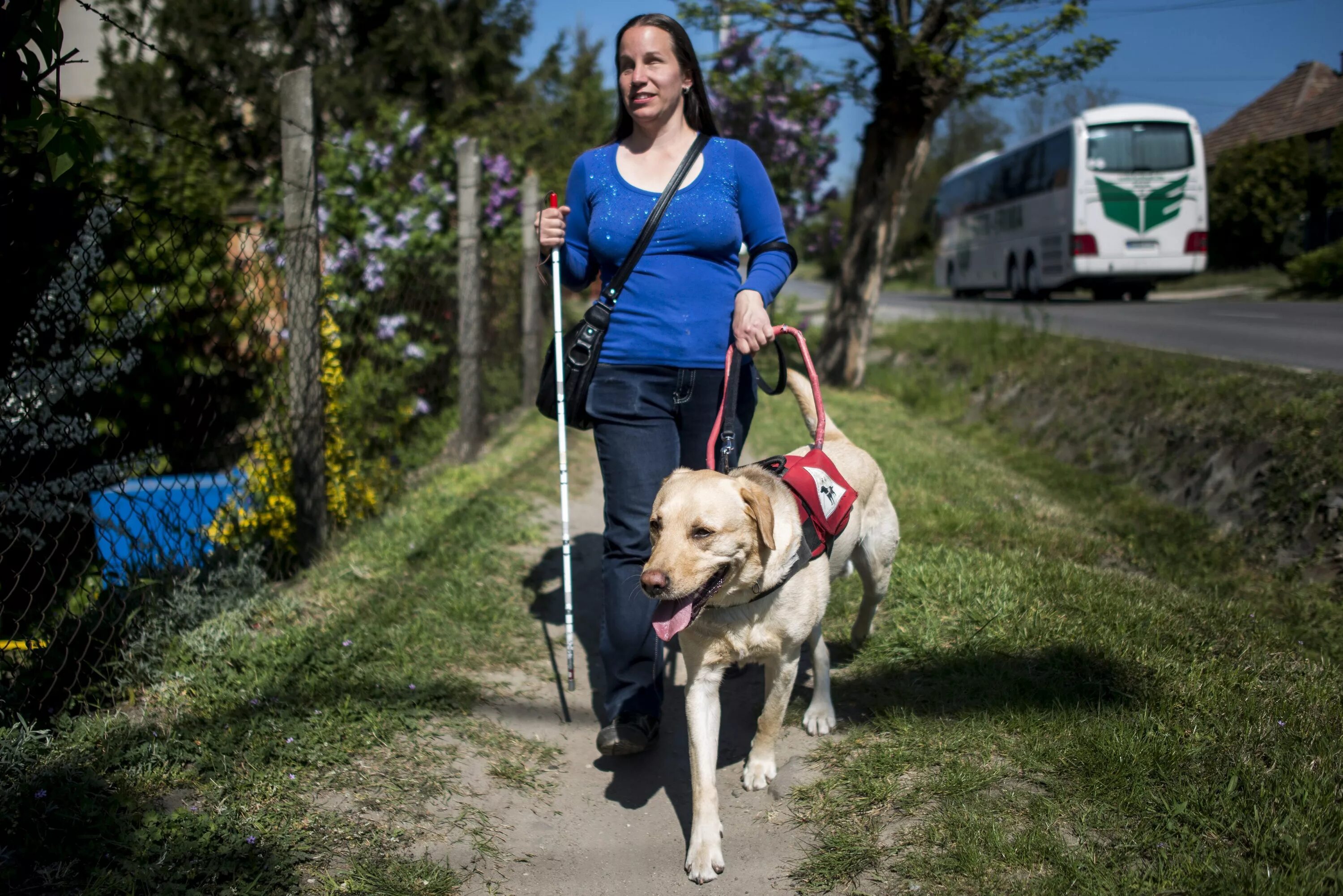 Собака незрячего. Табличка собака поводырь. Слепая собака поводырь. Голден ретривер поводырь. Собака незрячего.