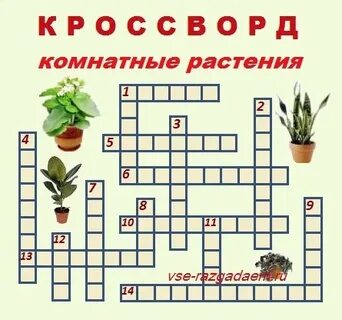 Многолетнее растение 6 букв кроссворд