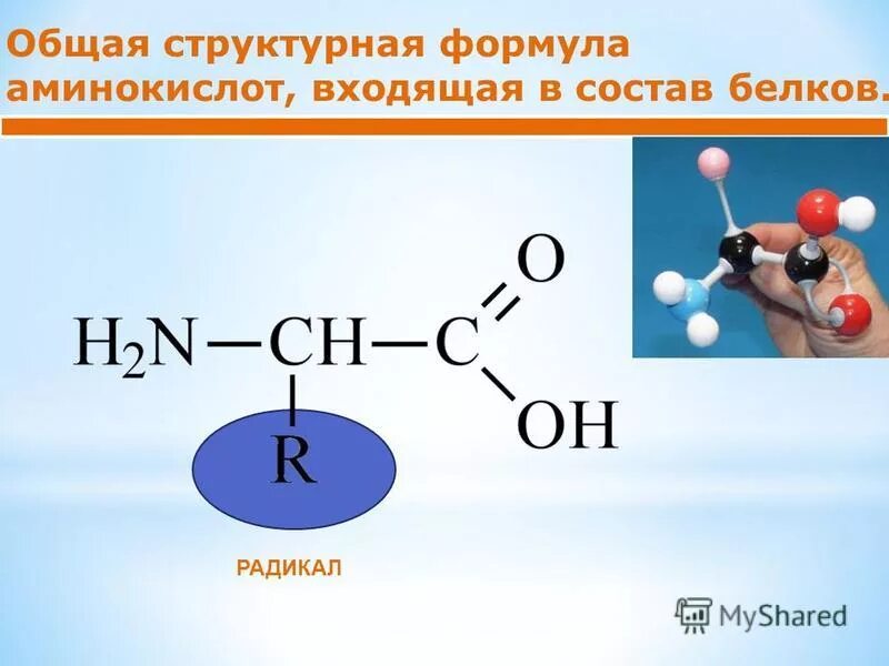 10 формул аминокислот. Общая формула белков. Белки общая формула. Общая структурная формула белков. Белок структурная формула.