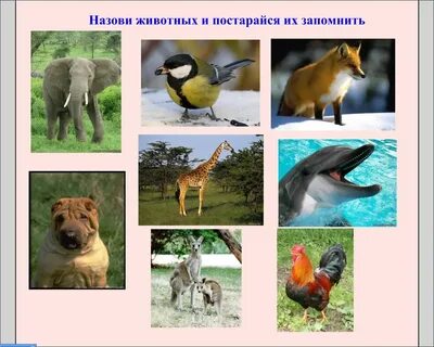 Какие бывают семейства животных