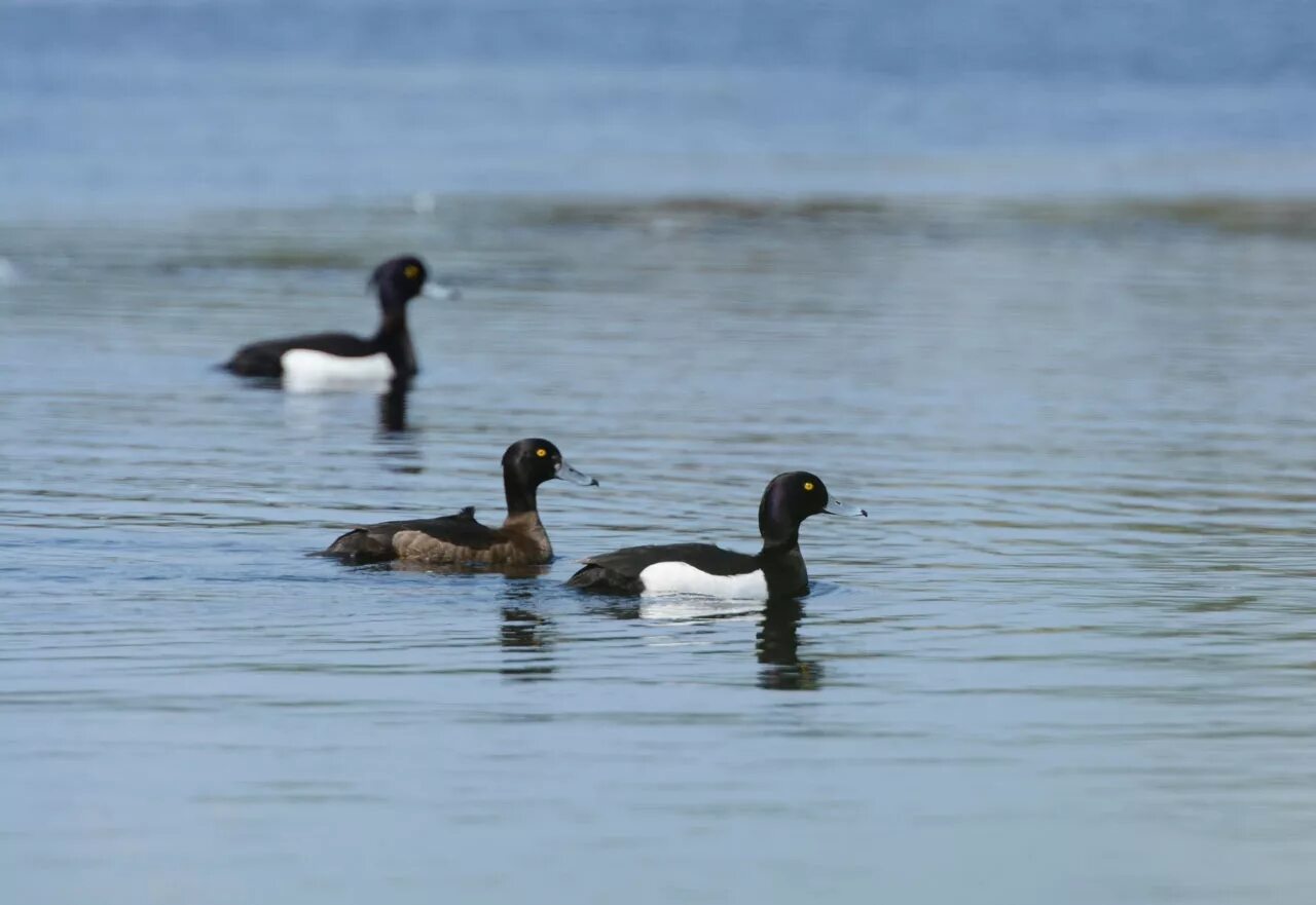 Водоплавающая семейства утиных 6 букв. Водоплавающая семейства утиных 6 букв. Бразильский чирок. Птица семейства утиных фото. Водоплавающая семейства утиных 6 букв.